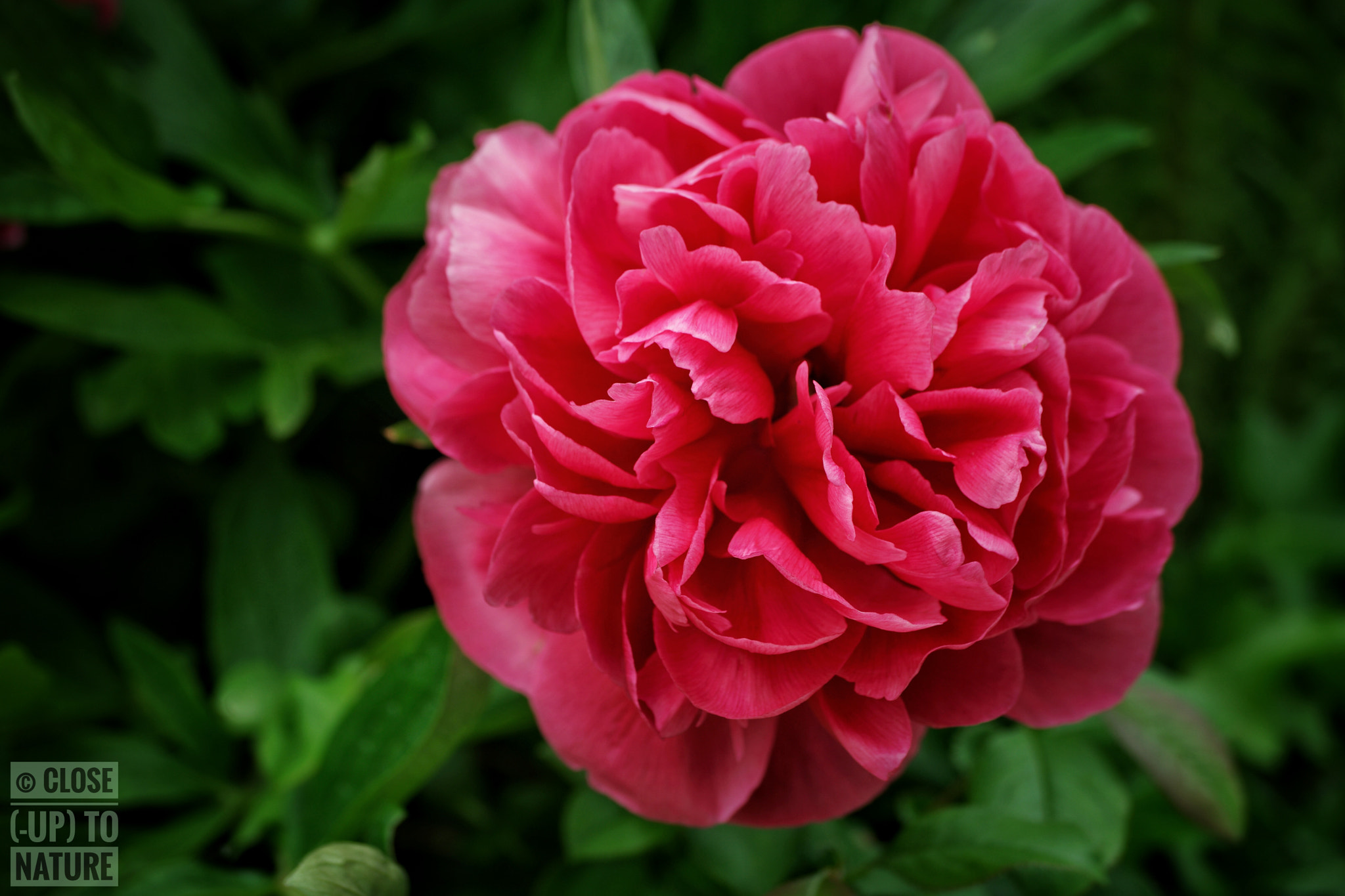 Samsung NX500 sample photo. Paeonia officinalis photography