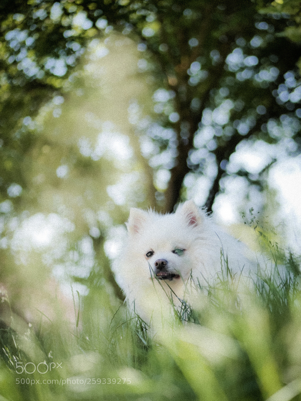 Panasonic Lumix DMC-GH4 sample photo. Moomie the model photography