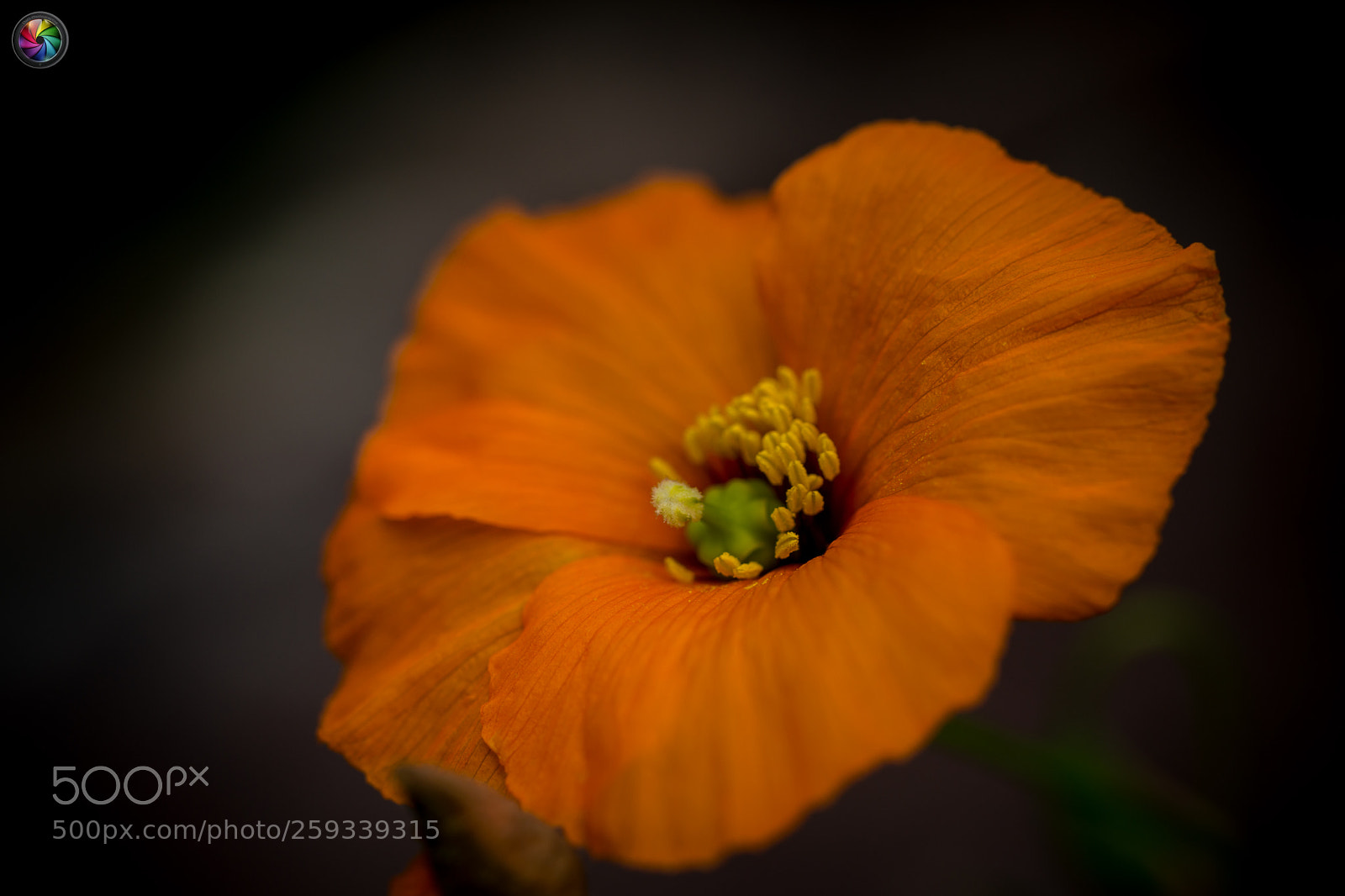 Sony SLT-A99V sample photo. Botanischen gartens st.gallen photography