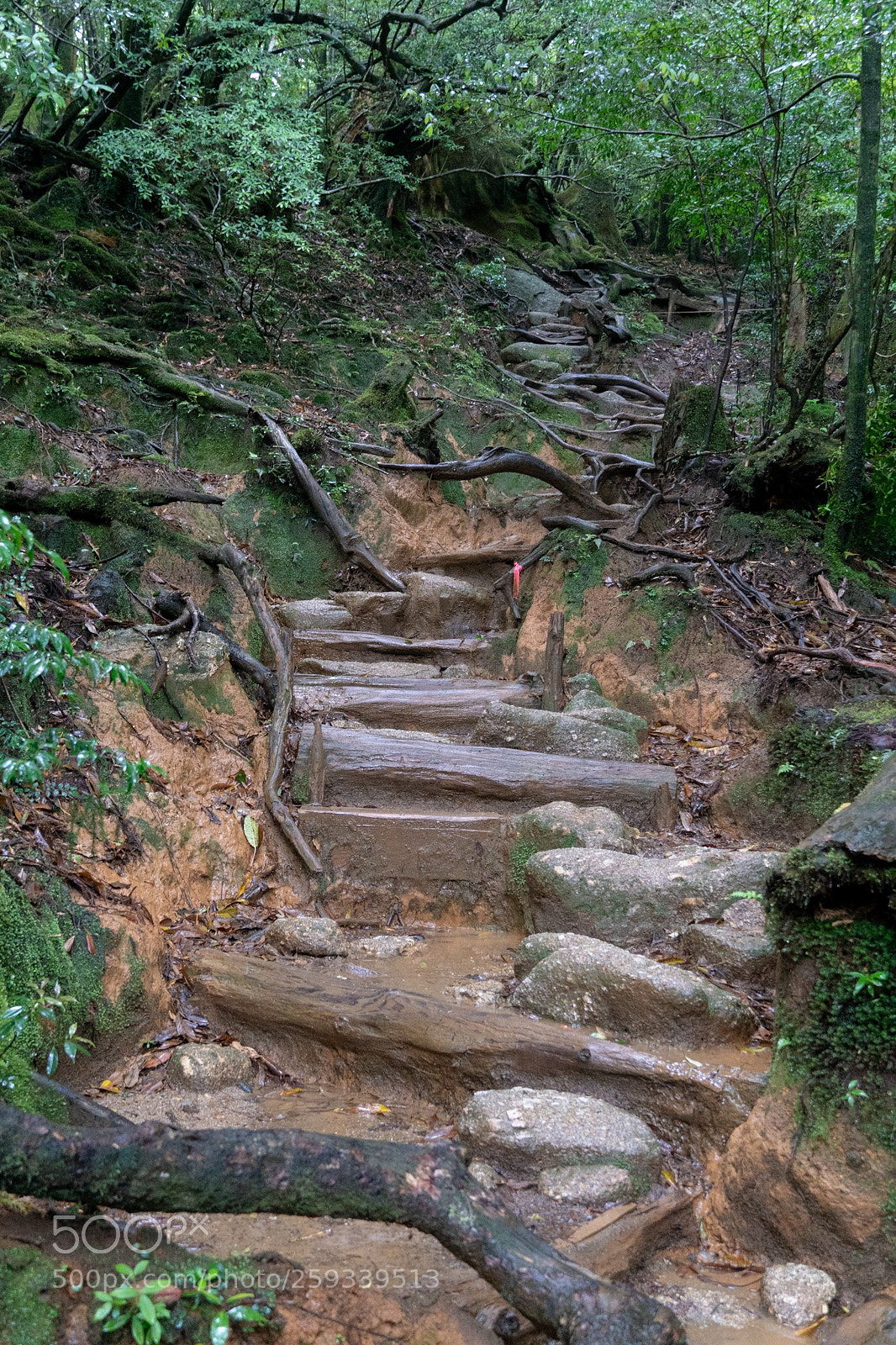 Sony a6300 sample photo. Cedar trail photography