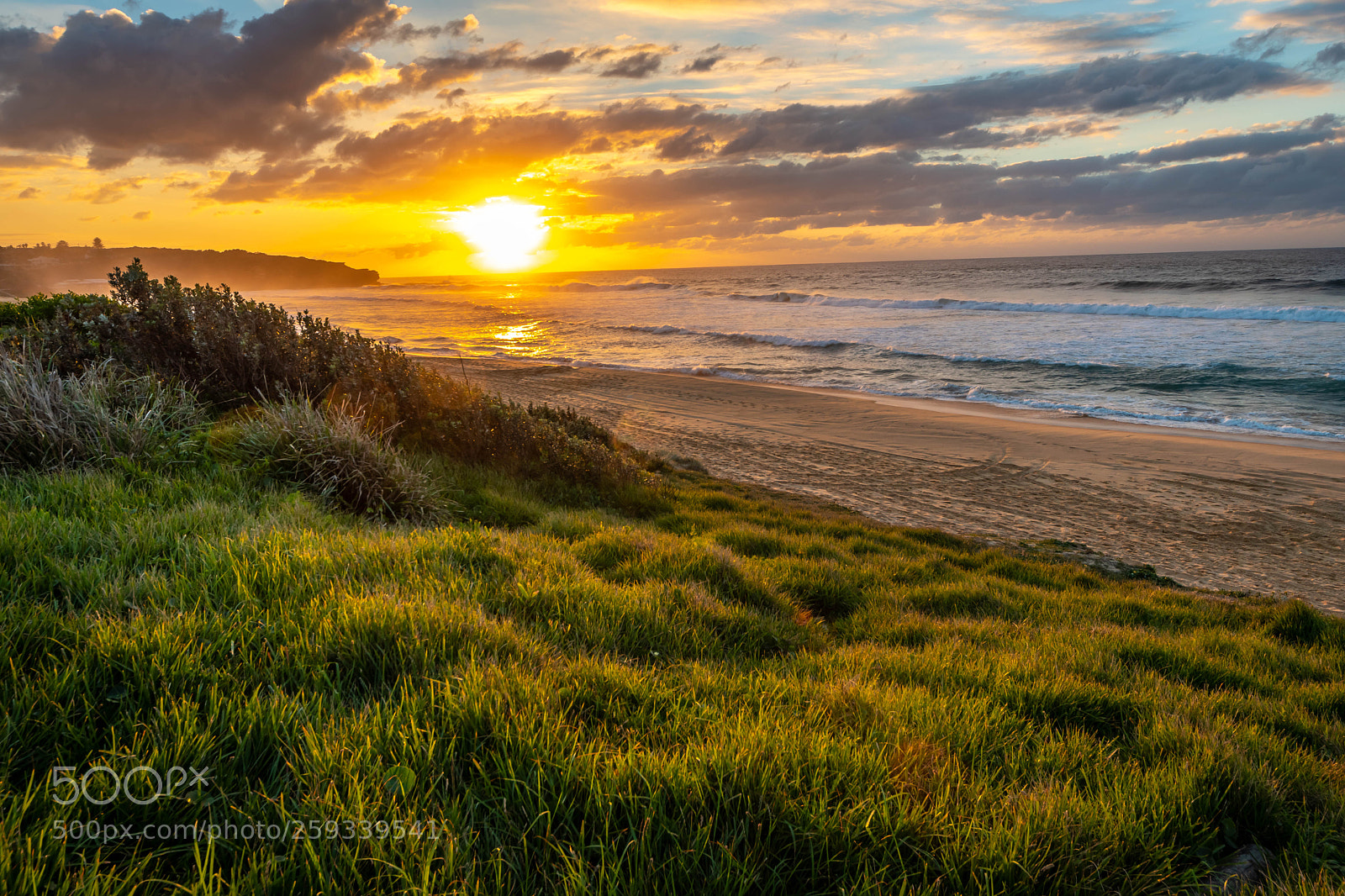Nikon D5600 sample photo. Sun on grass photography