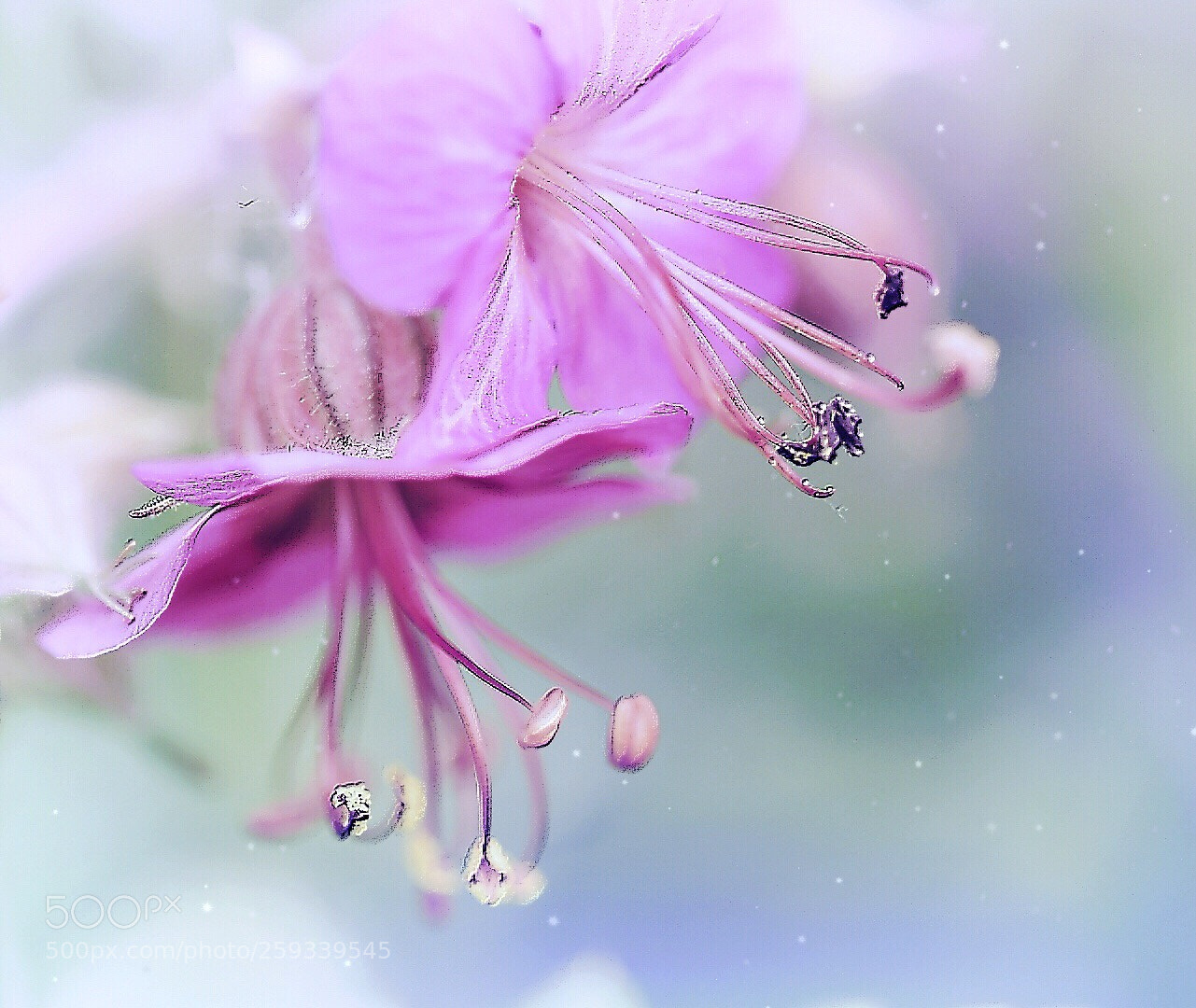 Nikon D5600 sample photo. Whispers... photography