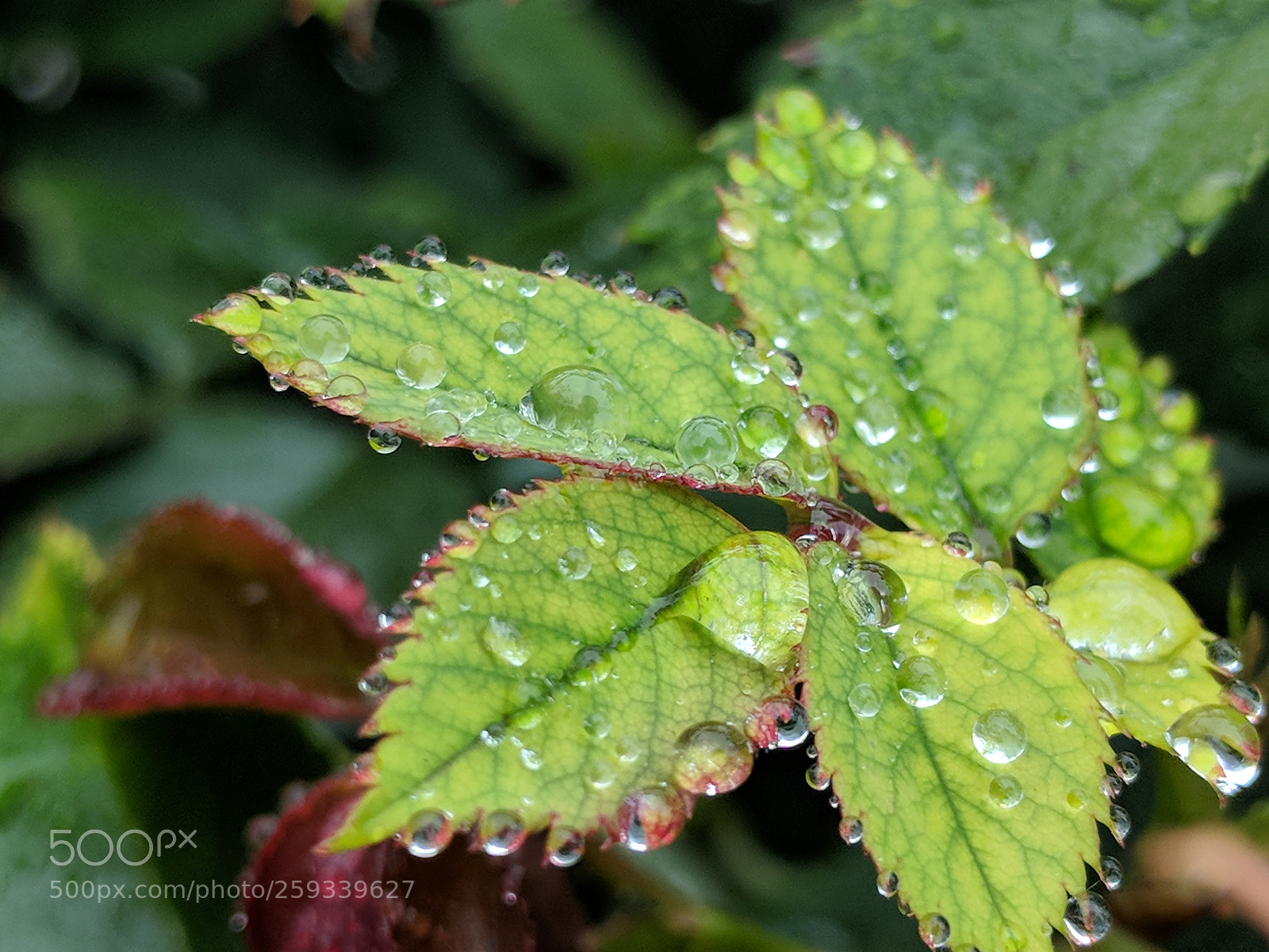 Google Pixel 2 sample photo. Rose dew photography