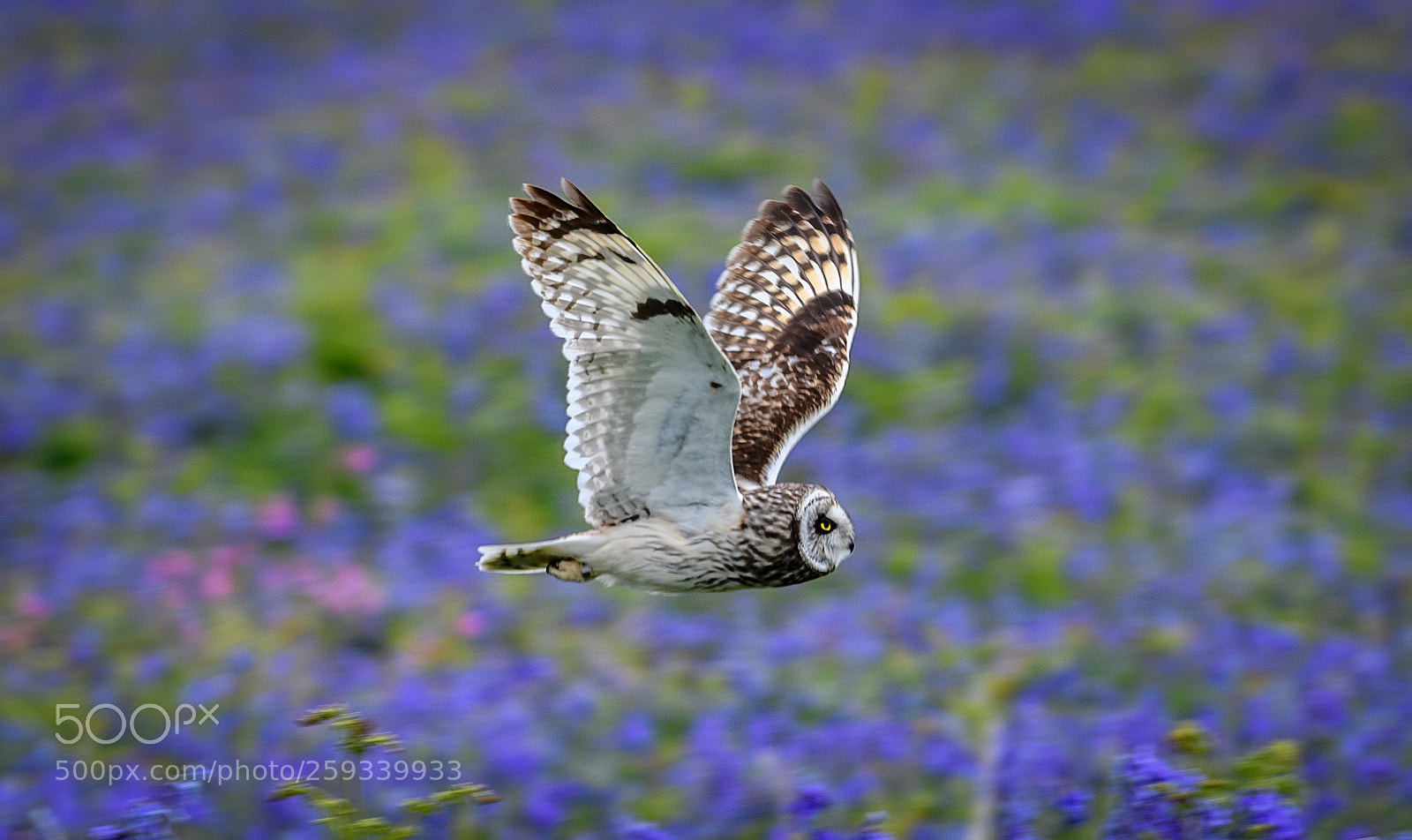 Nikon D850 sample photo. Short eared owl flying photography