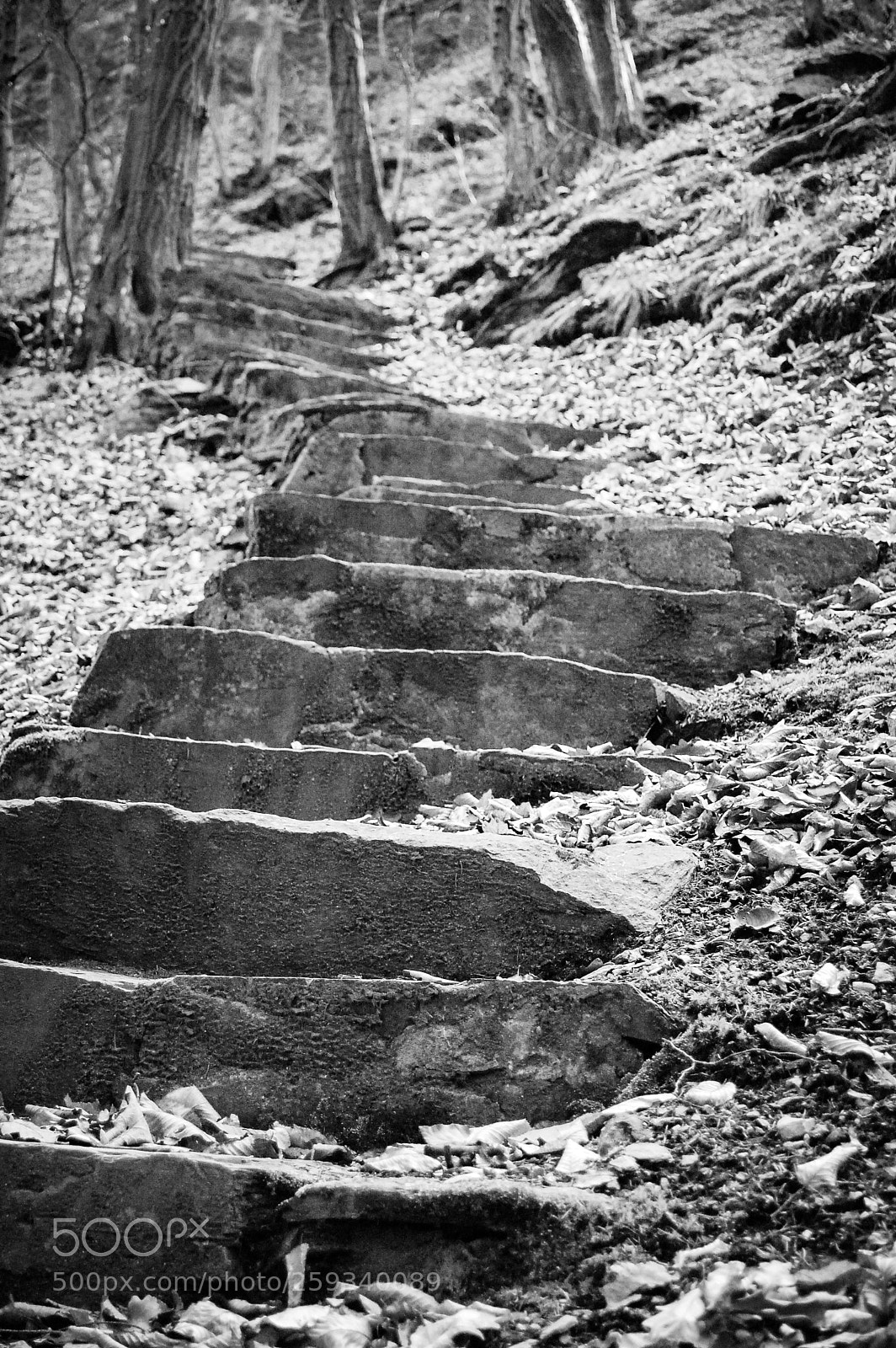 Nikon D40 sample photo. Stairs in the wood photography