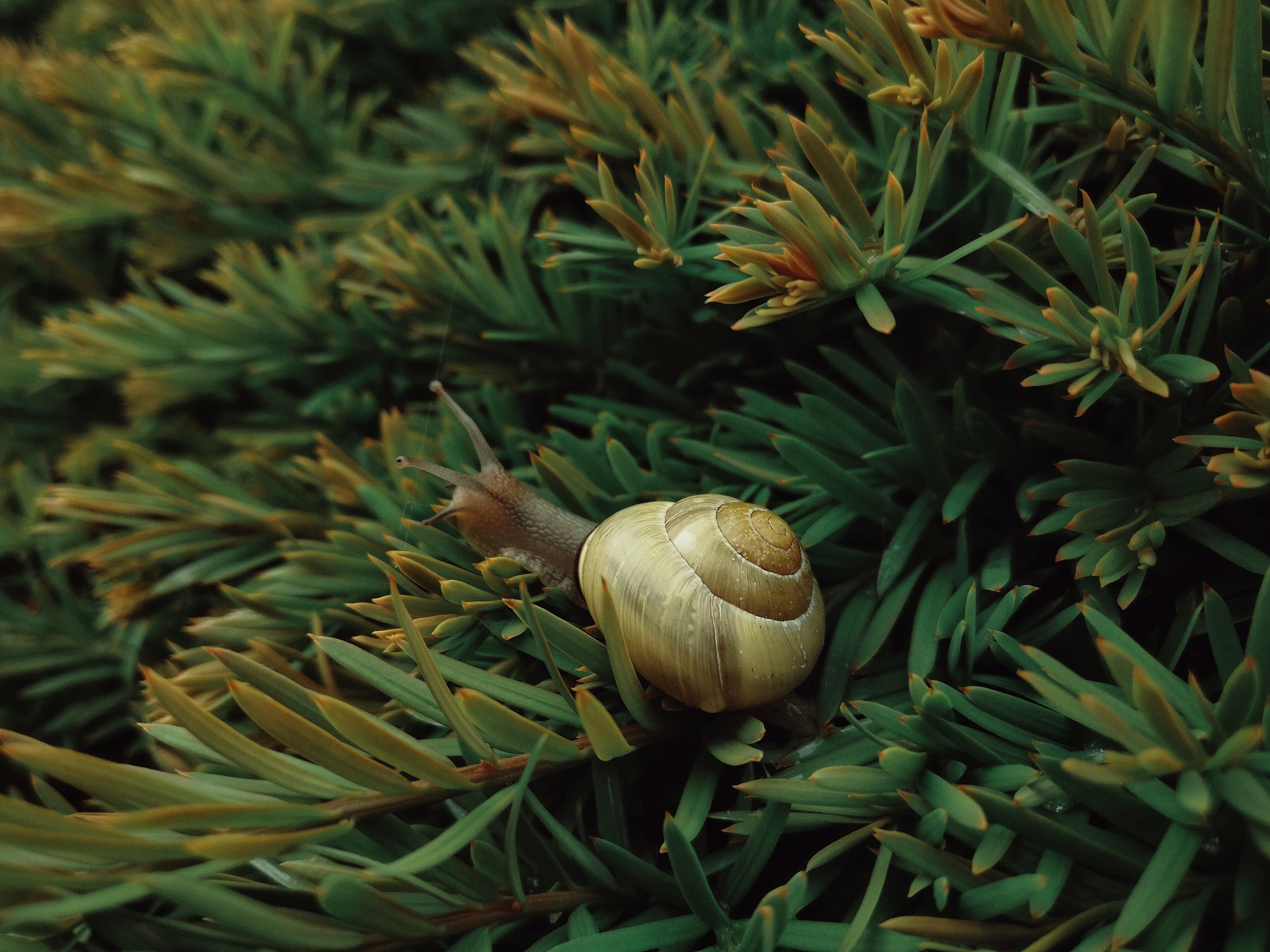 OnePlus A3000 sample photo. Snail's advance photography