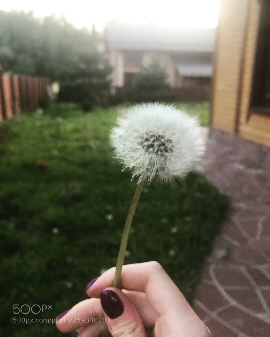 Apple iPhone 7 Plus sample photo. Untitled photography