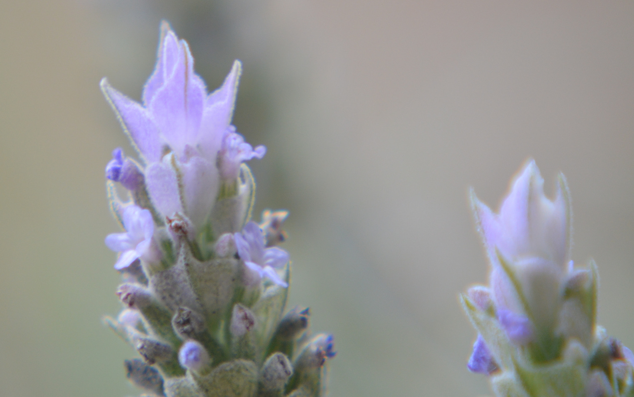 Nikon D3200 sample photo. Lavanda photography