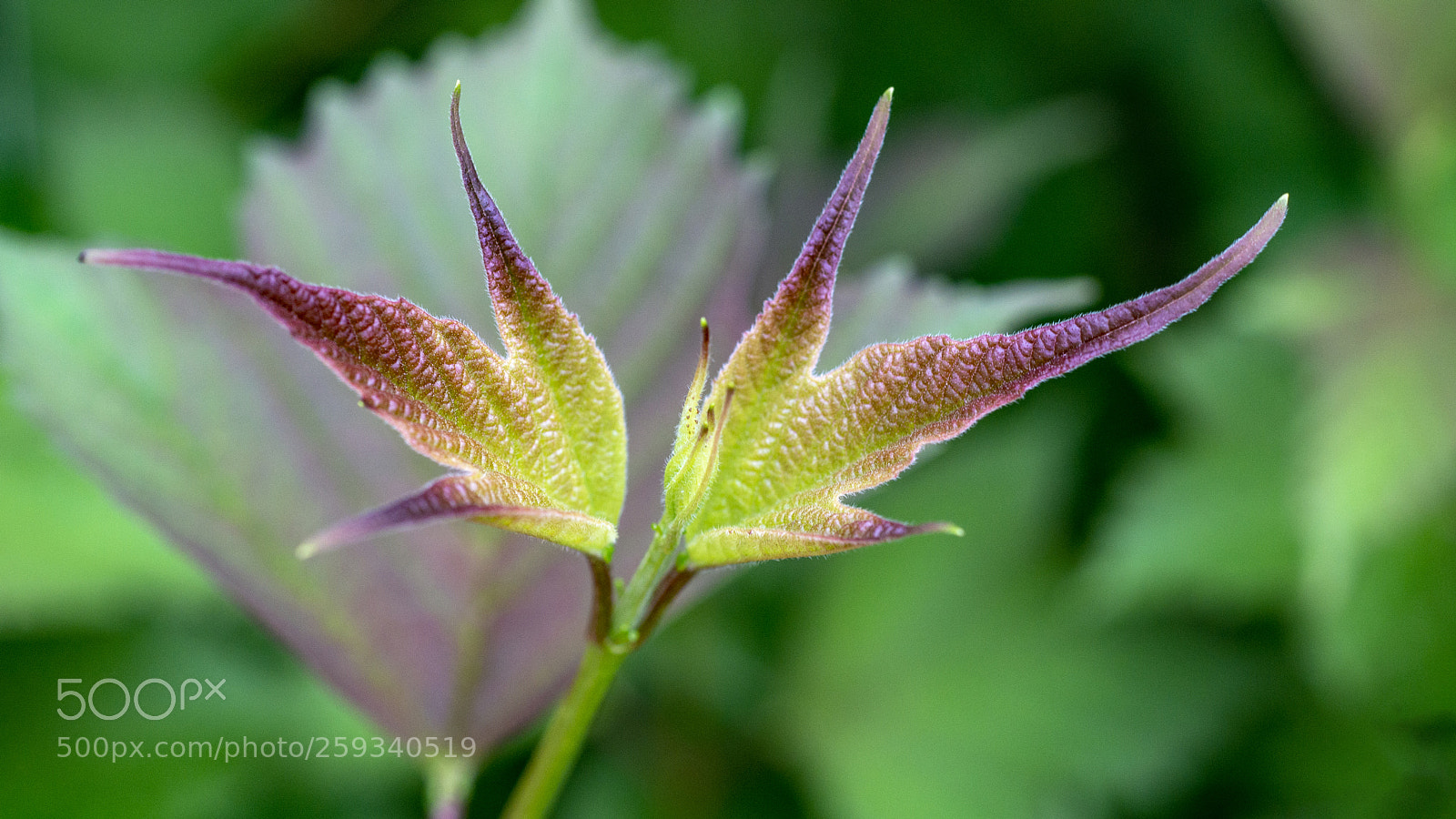 Sony SLT-A65 (SLT-A65V) sample photo. Physocarpus photography