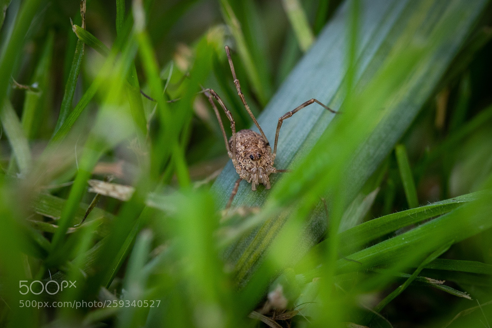 Canon EOS 5D Mark IV sample photo. Spider in the grass photography