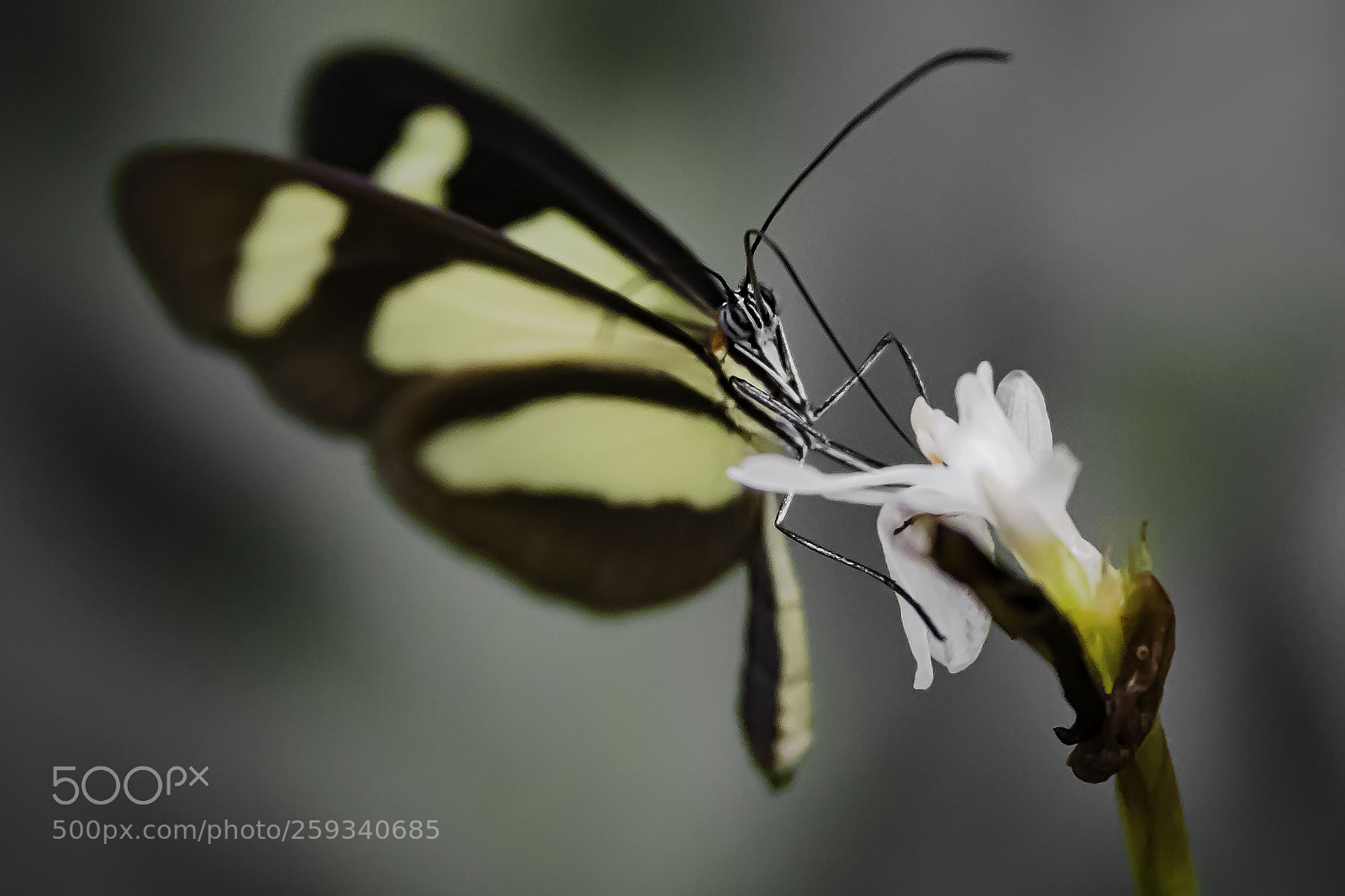 Nikon D500 sample photo. Butterfly photography
