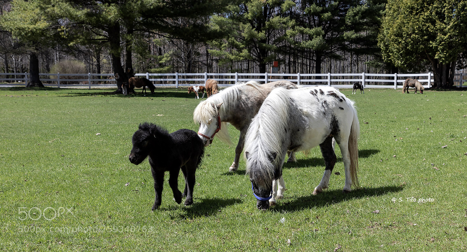 Canon EOS 6D Mark II sample photo. Little horses ... photography