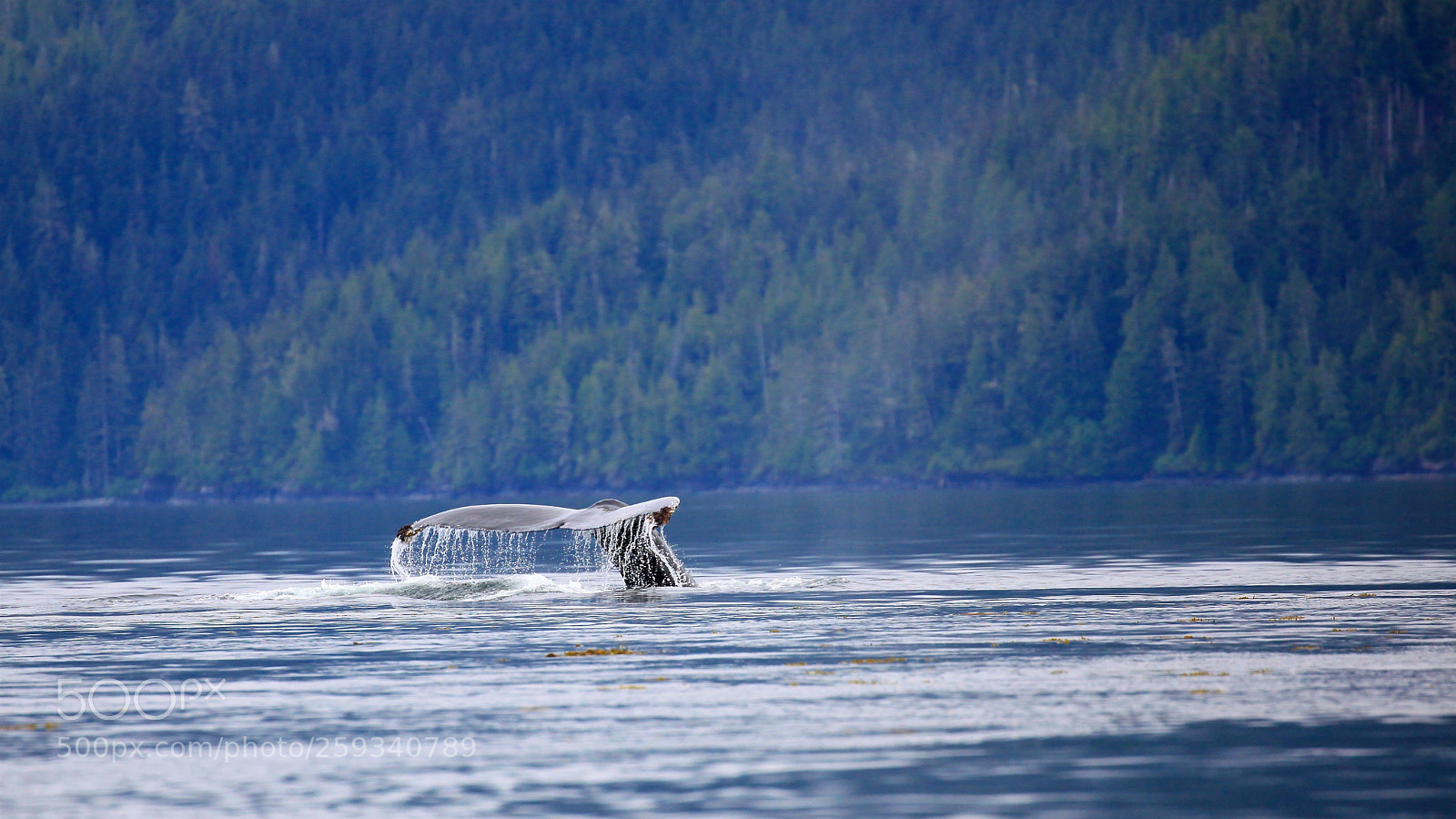 Canon EOS 5D Mark II sample photo. Humpback photography