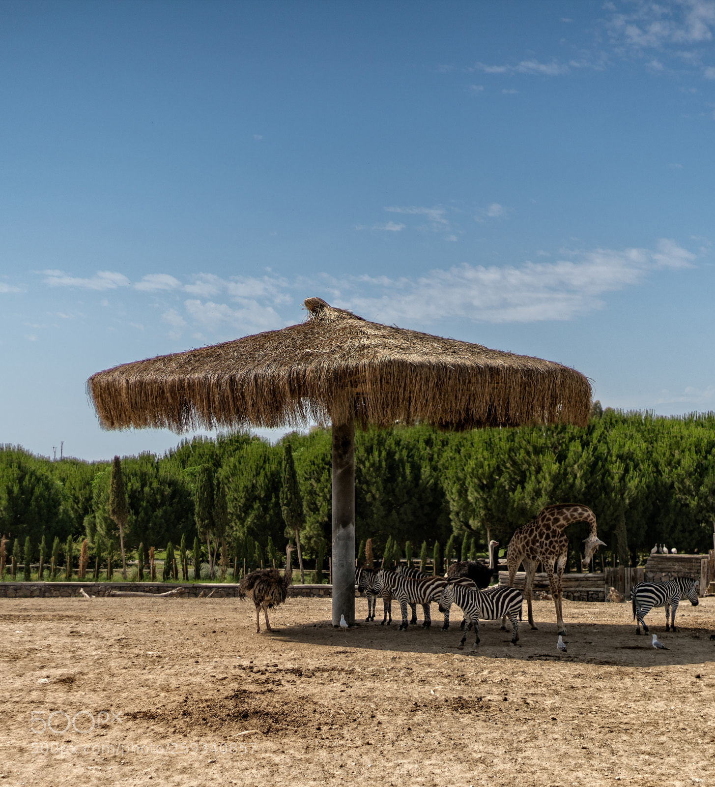 Sony a7R II sample photo. Sasali wildlife park photography