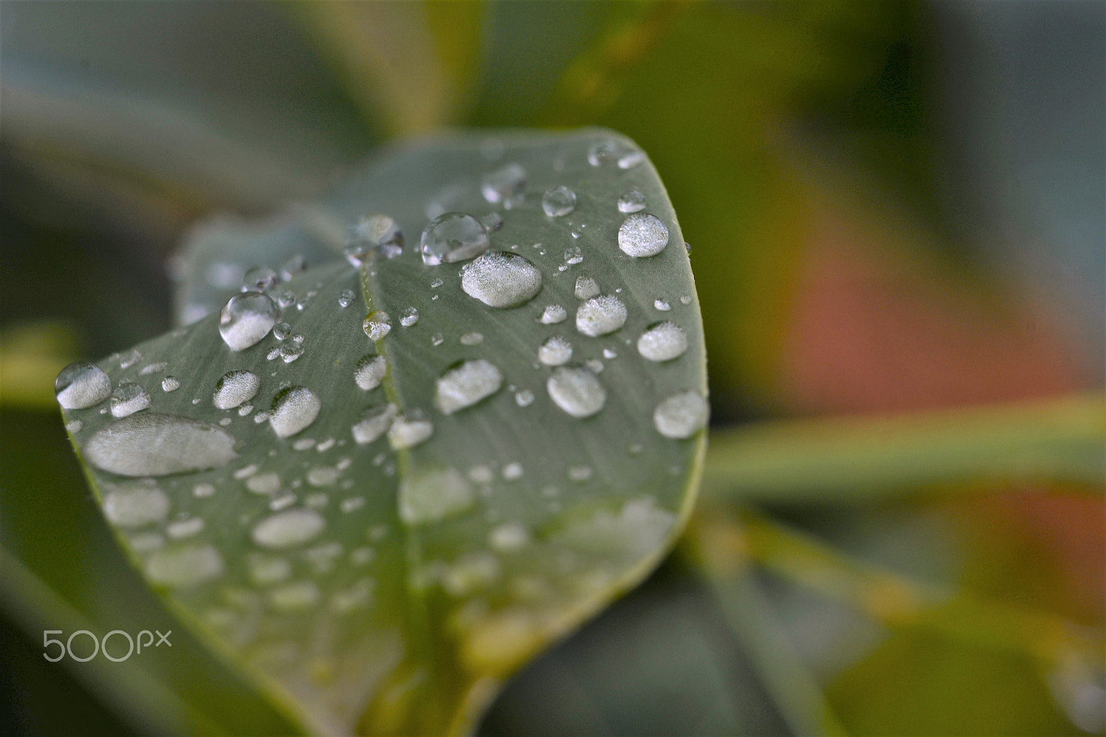 Nikon D610 sample photo. Gotas photography