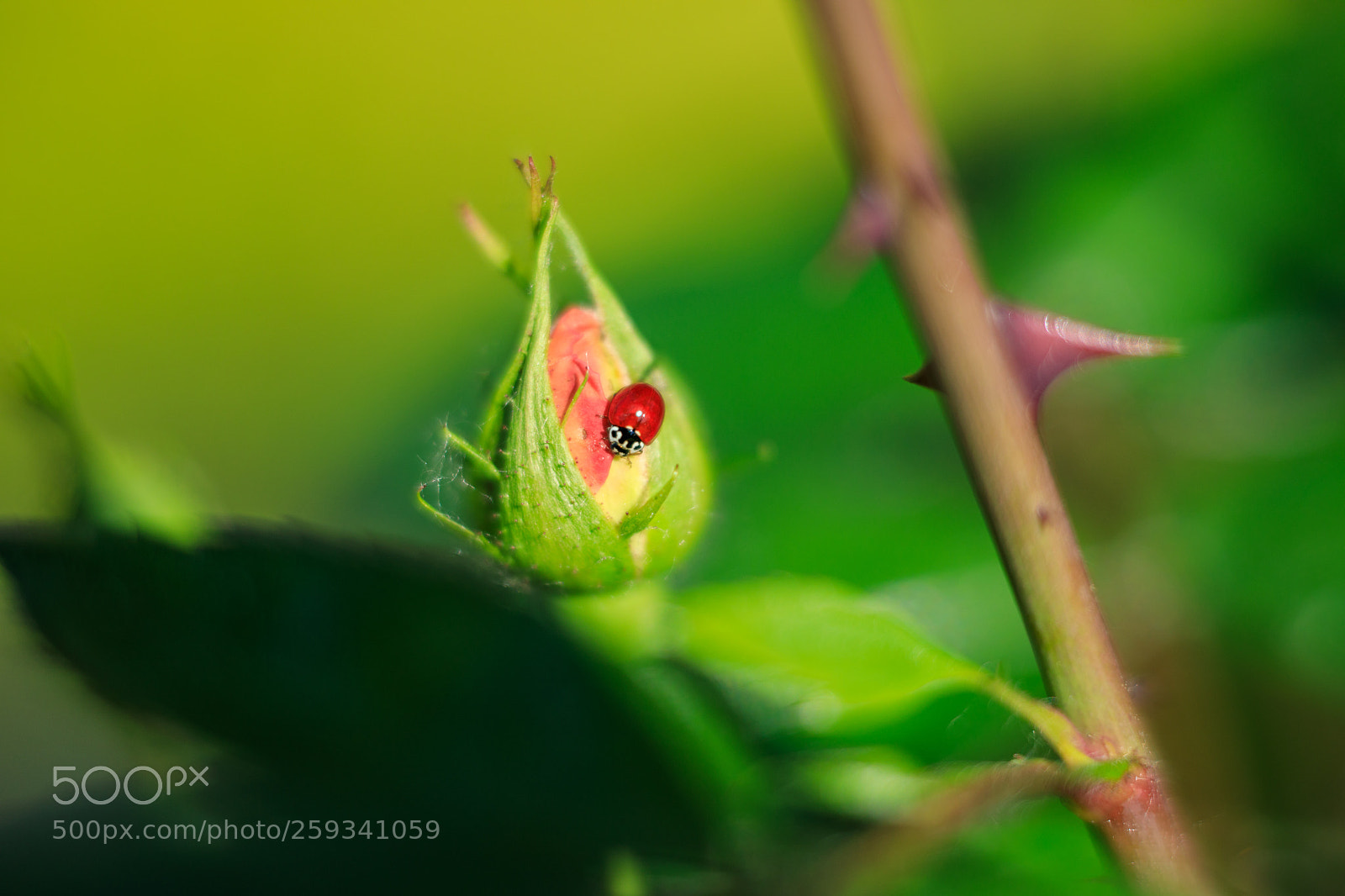 Canon EOS 5D Mark IV sample photo. La vie en rose photography