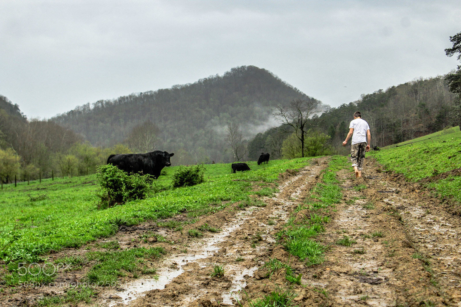 Canon EOS 1200D (EOS Rebel T5 / EOS Kiss X70 / EOS Hi) sample photo. Cow country photography