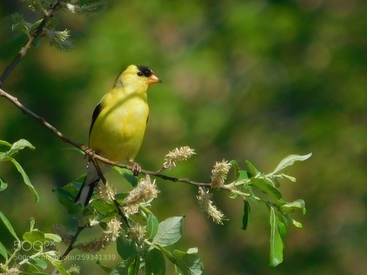 Nikon Coolpix L840 sample photo. American goldfinch  photography