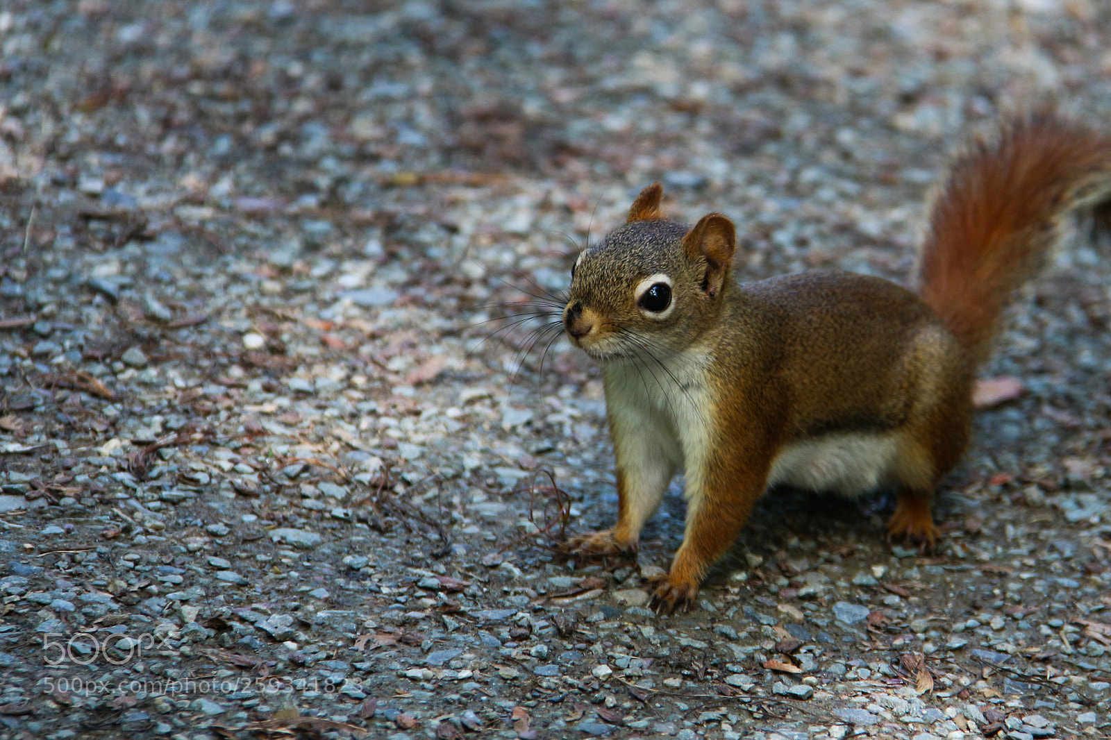Canon EOS 700D (EOS Rebel T5i / EOS Kiss X7i) sample photo. Squirrel photography