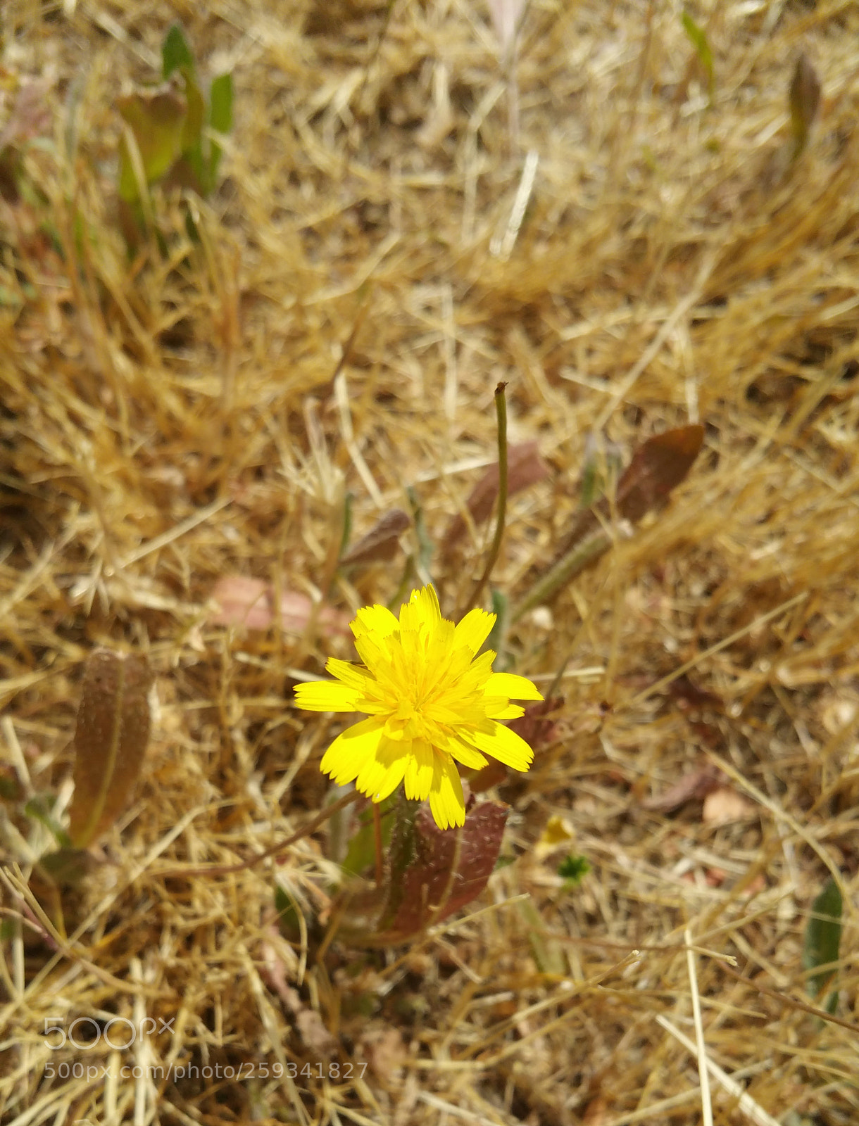 Samsung Galaxy Note4 sample photo. Little yellow flower photography