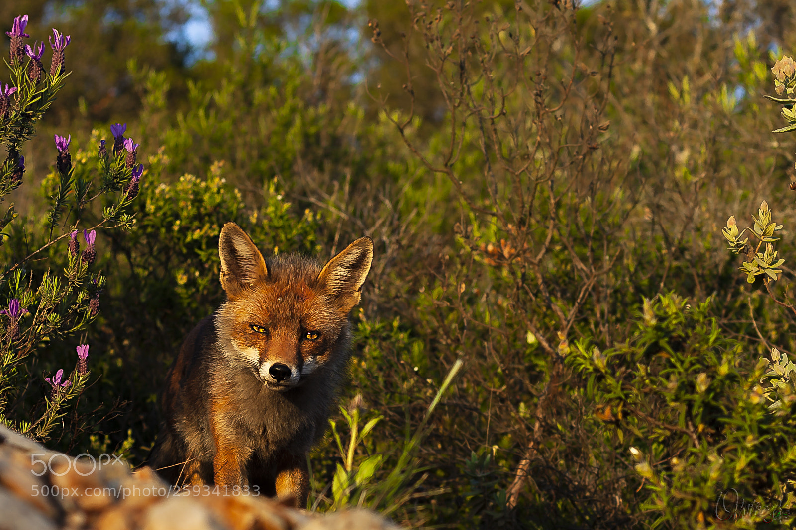 Canon EOS 5D Mark II sample photo. Dentinho photography