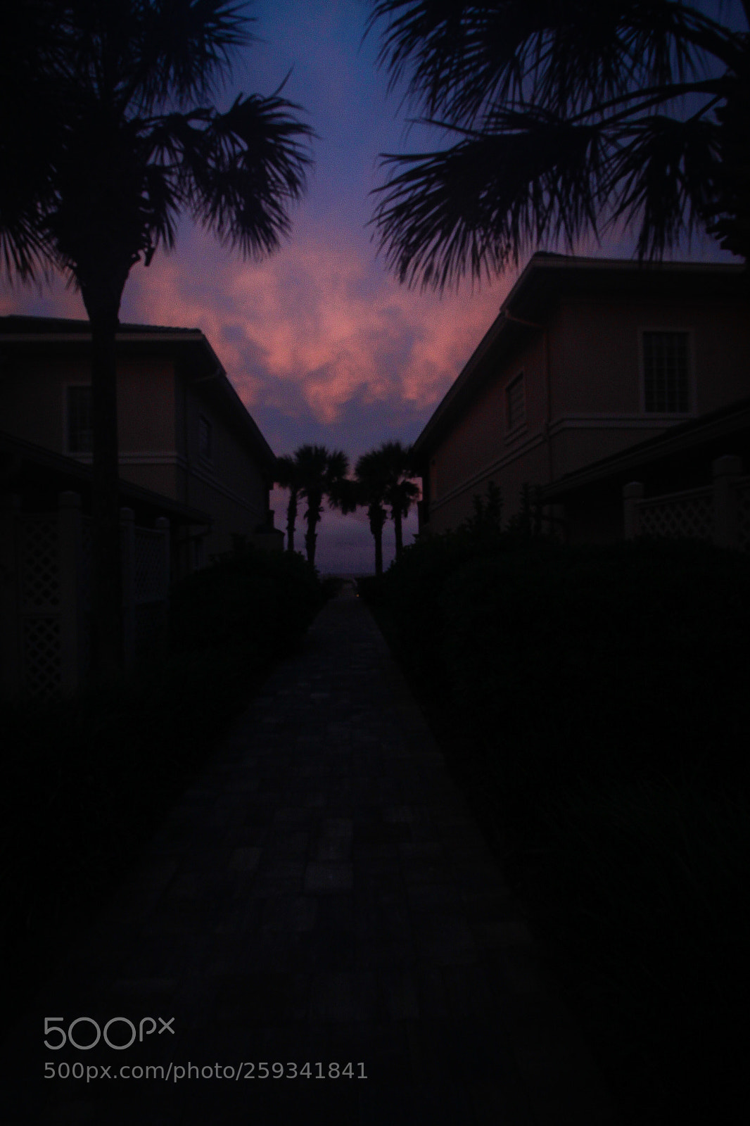 Canon EOS 1200D (EOS Rebel T5 / EOS Kiss X70 / EOS Hi) sample photo. Night palms photography