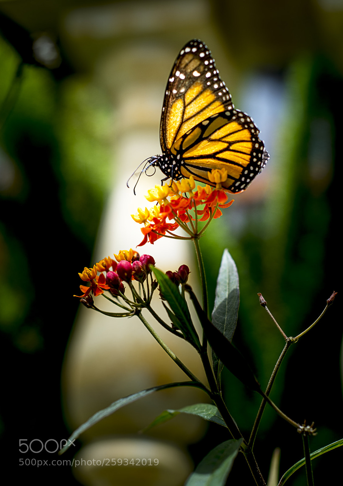 Nikon D7100 sample photo. Nectar.jpg photography