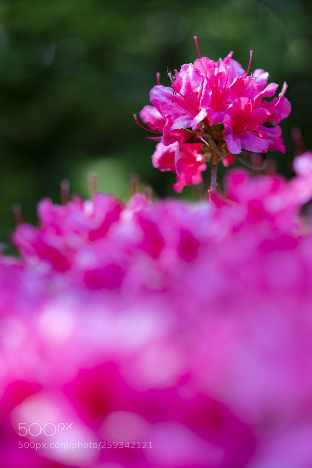 Sony a7 III sample photo. Untitled photography