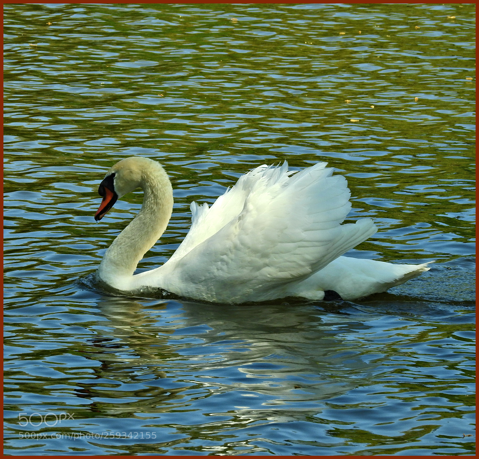 Nikon Coolpix P900 sample photo. Graceful swan photography