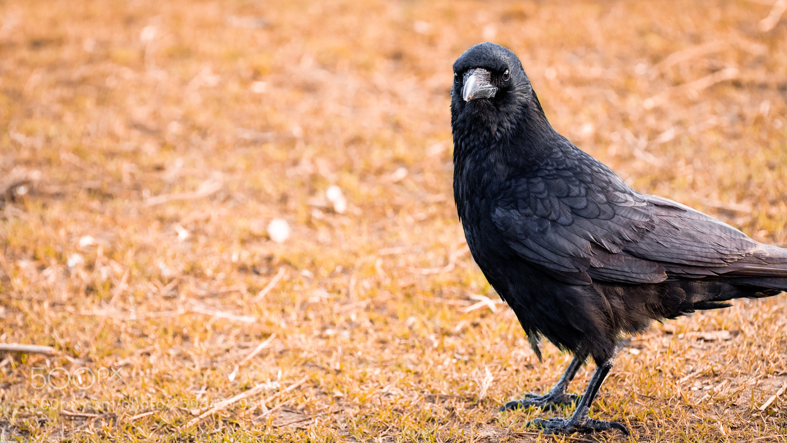 Nikon D7200 sample photo. Bird in the park photography