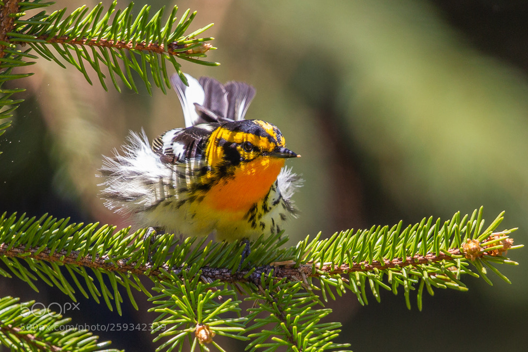 Canon EOS-1D Mark IV sample photo. Blacburnian warbler photography