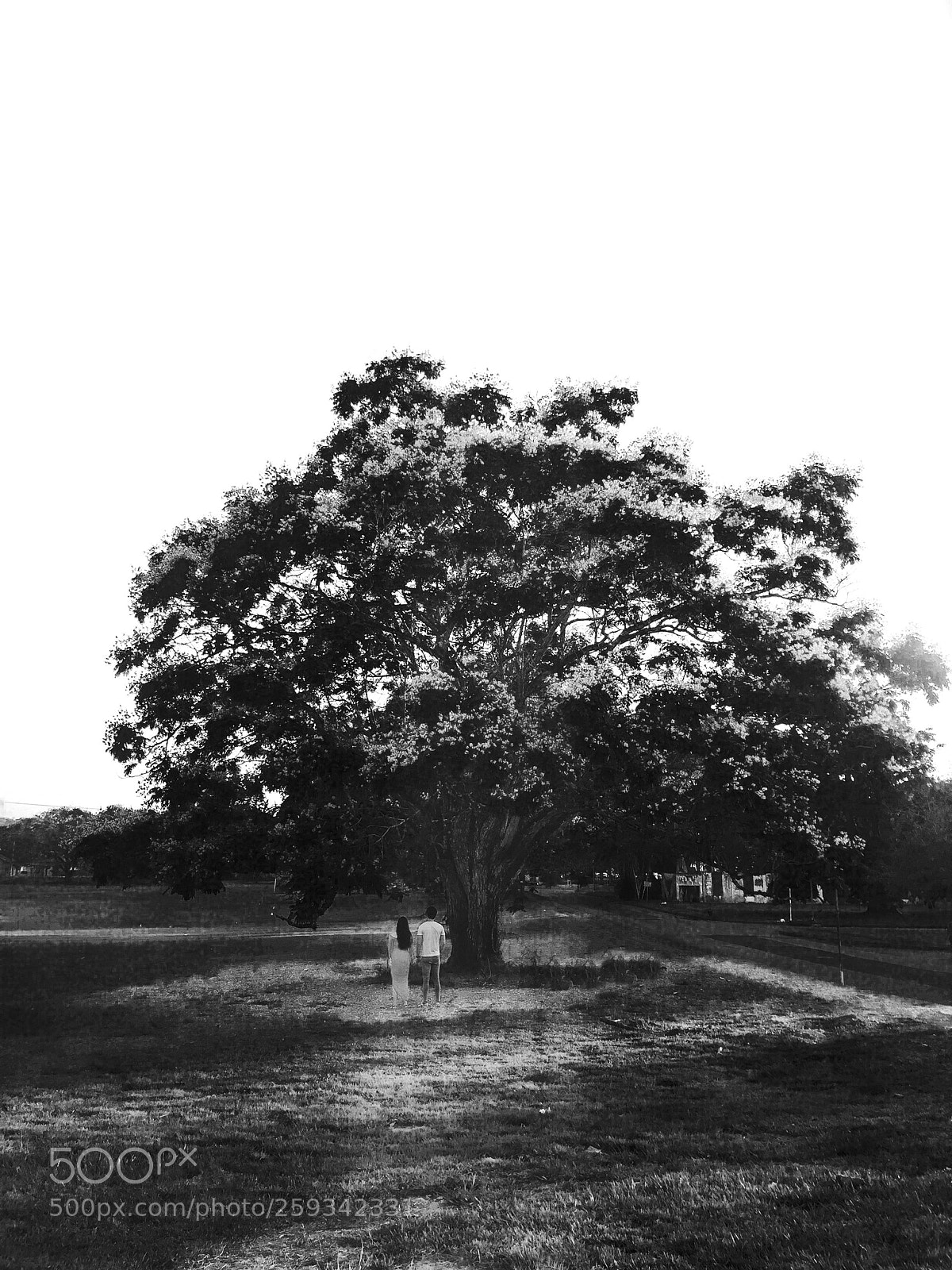 Apple iPhone 6 Plus sample photo. Tree photography