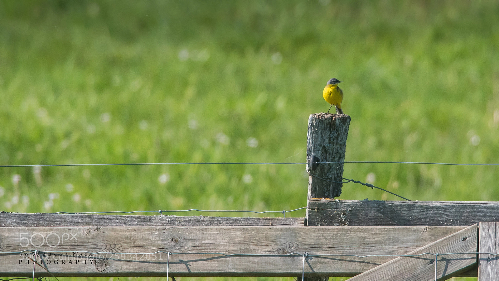 Sony a99 II sample photo. Wagtail on fence 05/20/18 photography