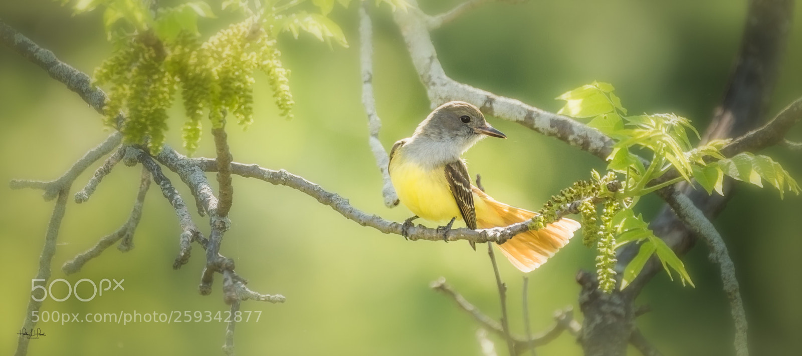 Nikon D810 sample photo. Great crested flycatcher photography