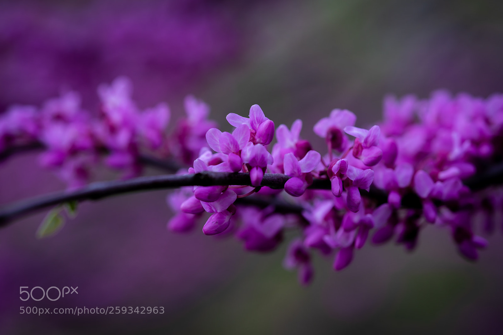 Sony a7 II sample photo. Michigan redbud photography