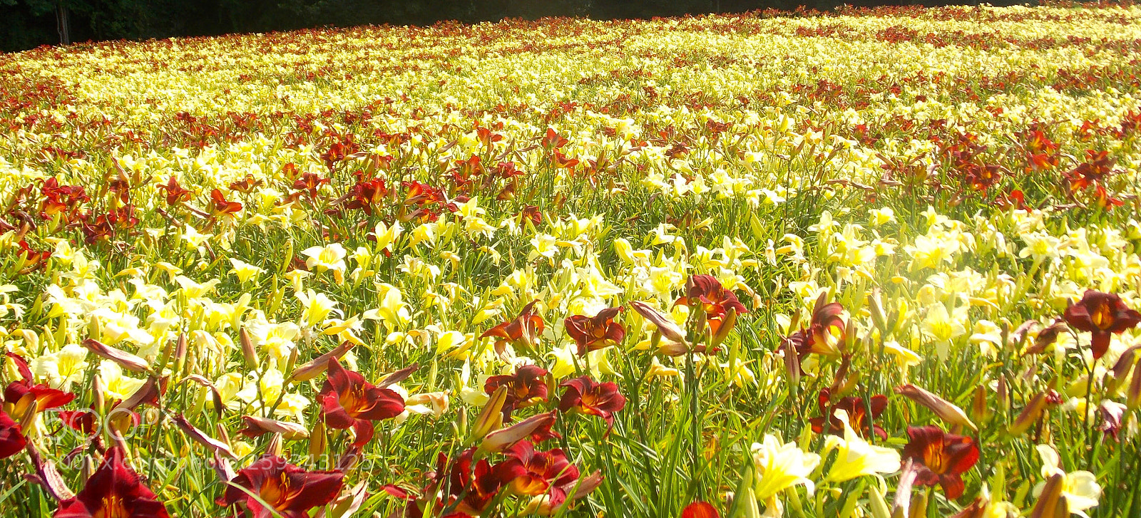 Nikon Coolpix L810 sample photo. Field of beauty’s  photography