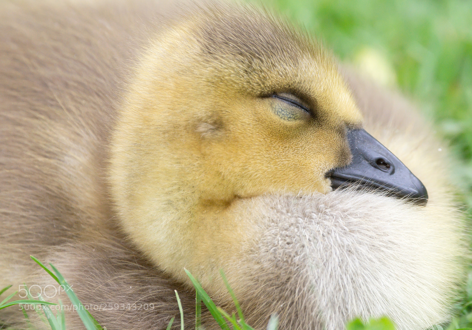 Nikon D7200 sample photo. Gosling photography