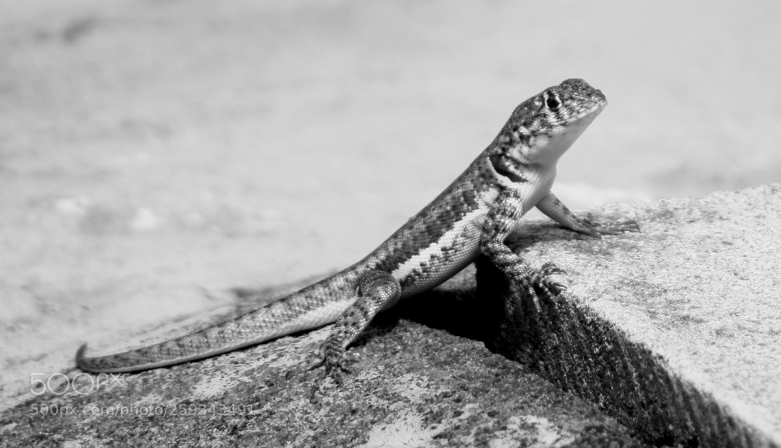 Canon EOS 1300D (EOS Rebel T6 / EOS Kiss X80) sample photo. Garden gecko... photography
