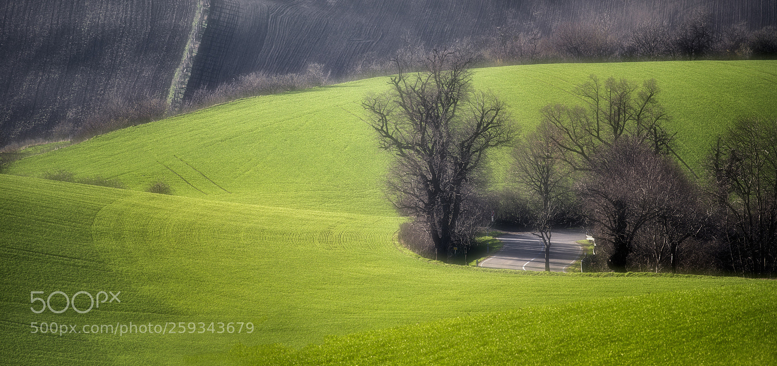 Nikon D610 sample photo. Road through the spring photography
