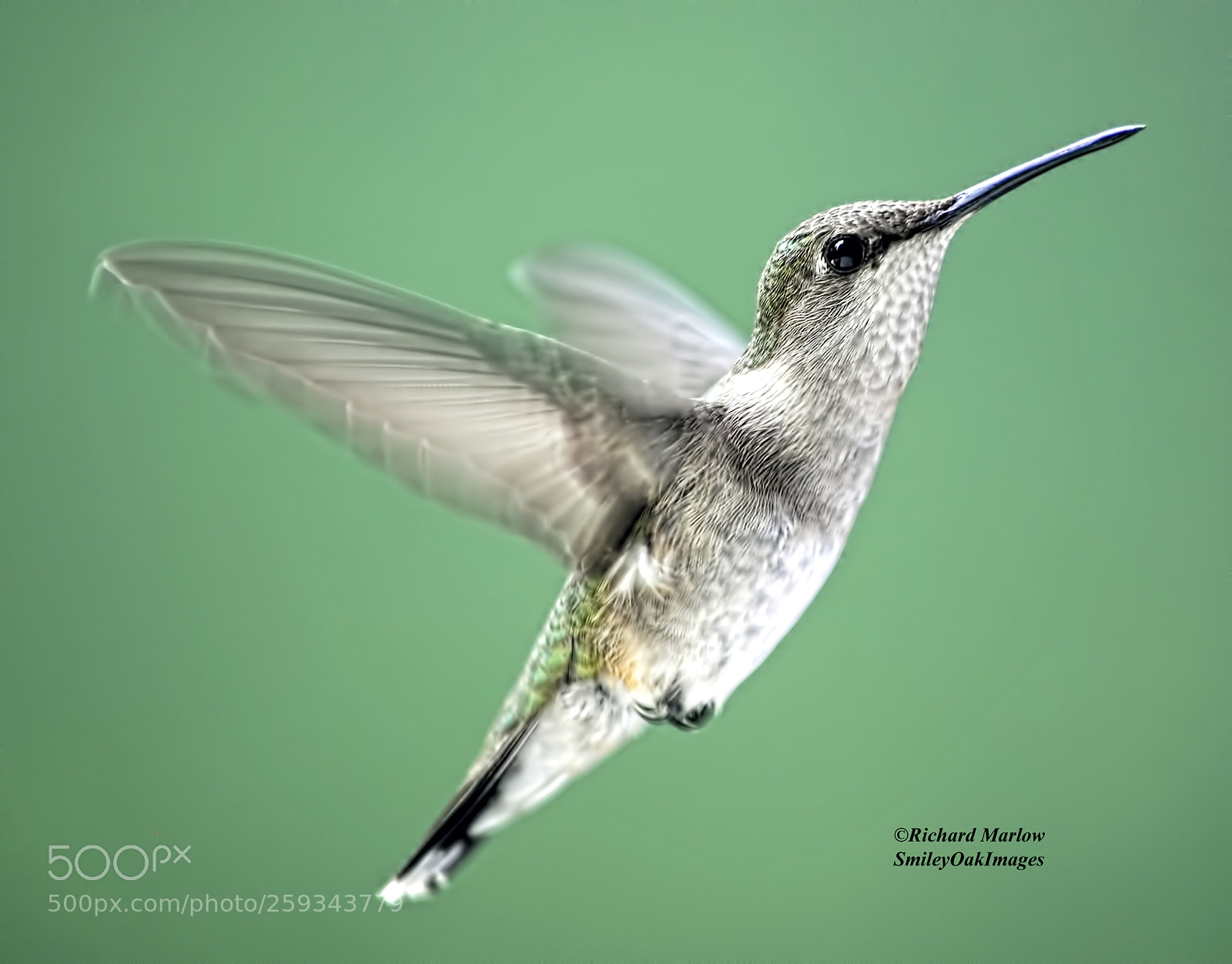 Nikon D5000 sample photo. Hummingbird photography