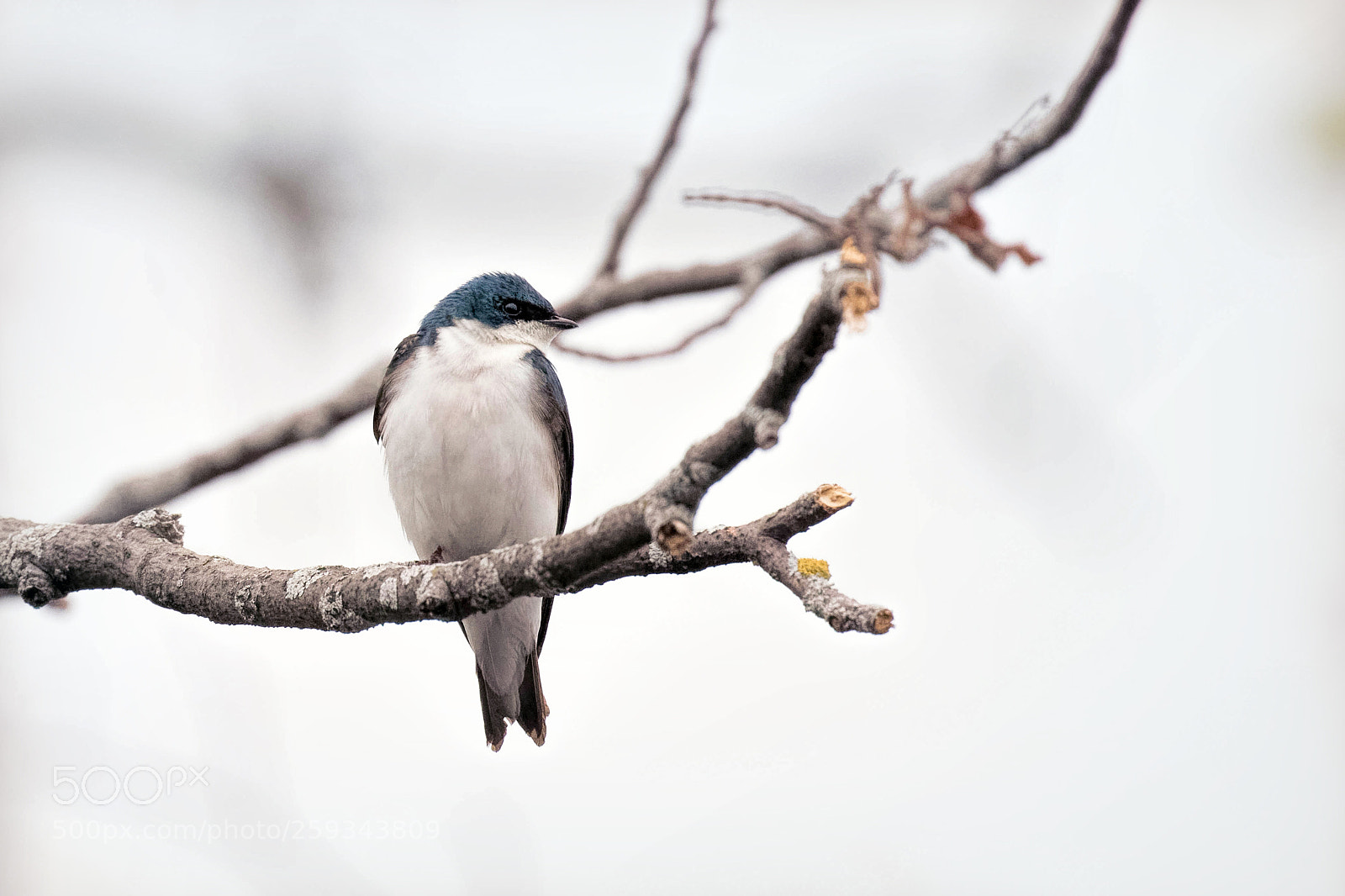 Canon EOS 7D Mark II sample photo. Tree swallow photography