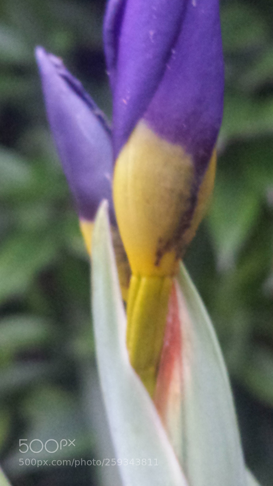Samsung Galaxy S4 sample photo. Untitled photography