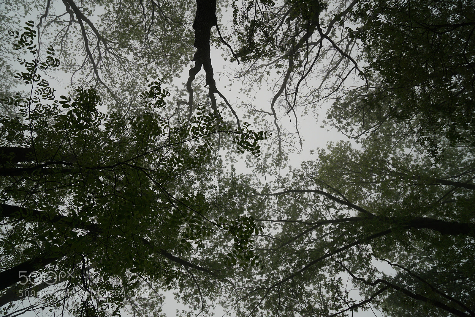 Sony a6000 sample photo. Sky trees photography