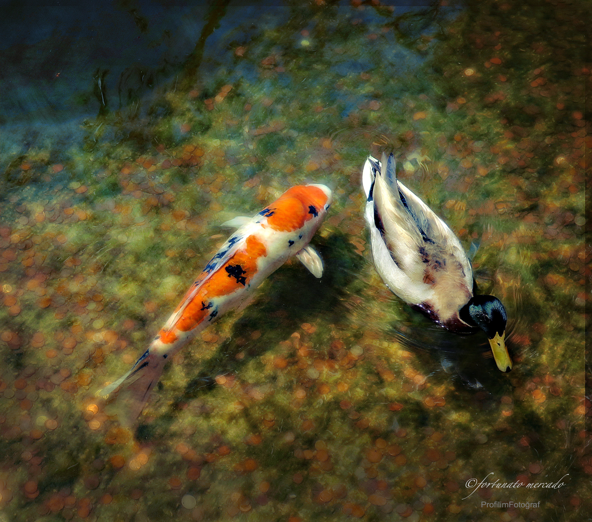 Canon PowerShot G9 X sample photo. Koi and a friend by fmpro photography