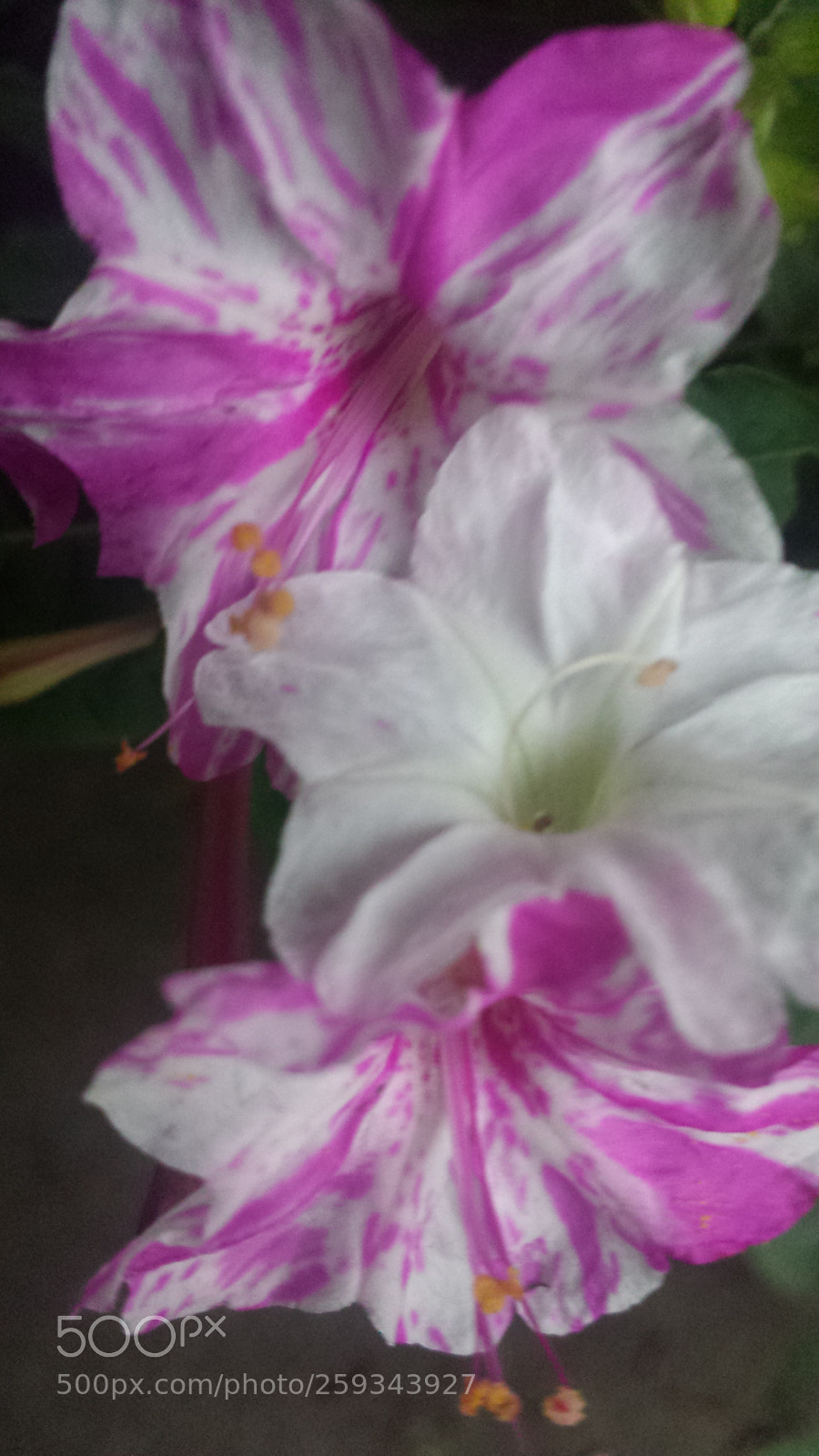 Samsung Galaxy S4 sample photo. Sisters photography