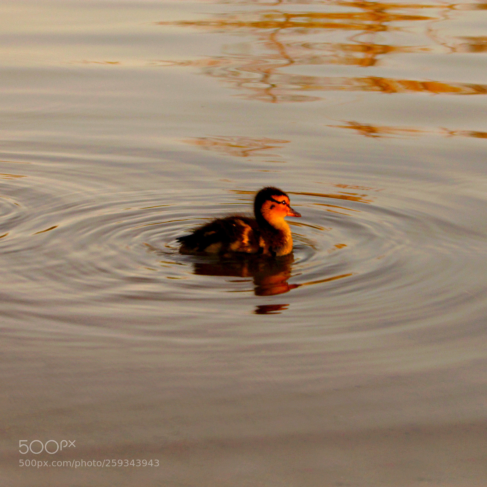 Canon PowerShot SX400 IS sample photo. One little duckling experiences photography