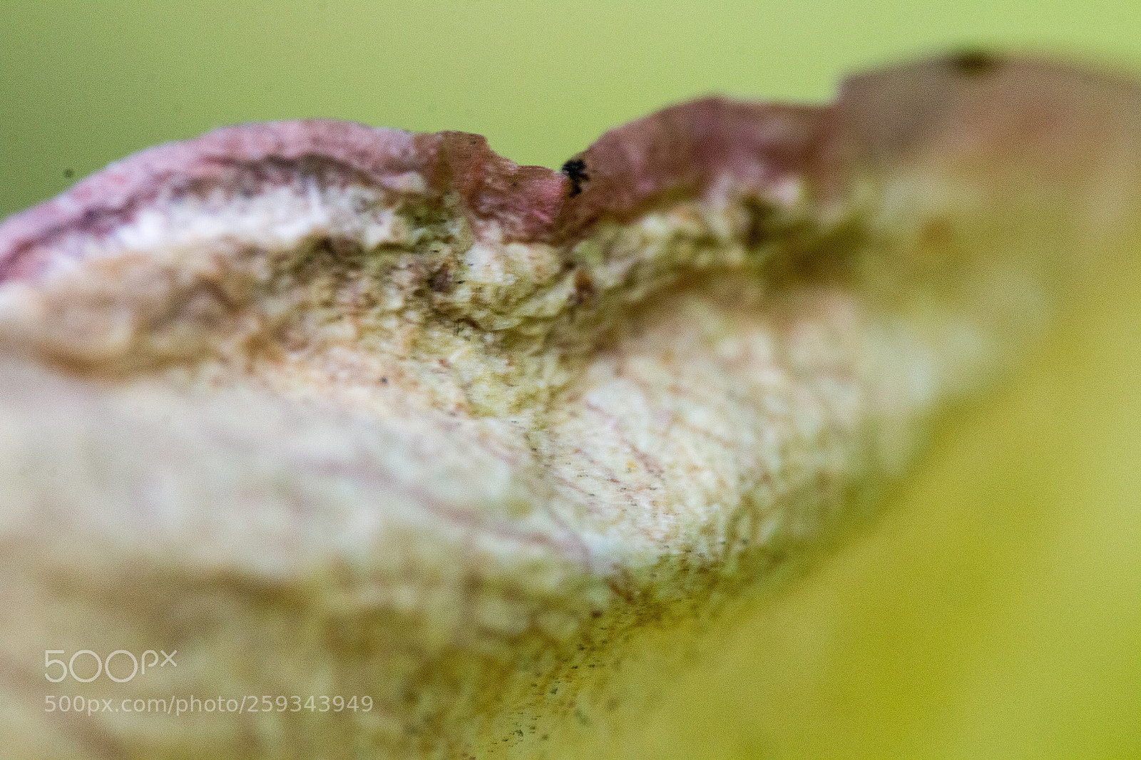 Canon EOS 70D sample photo. Plant rot photography