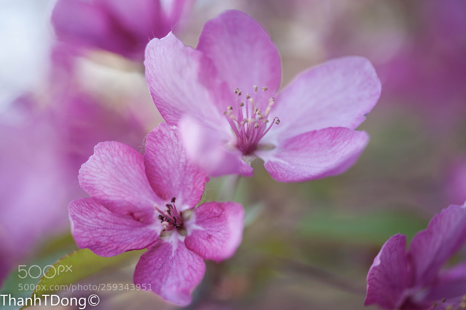 Nikon D700 sample photo. Spring flowers photography