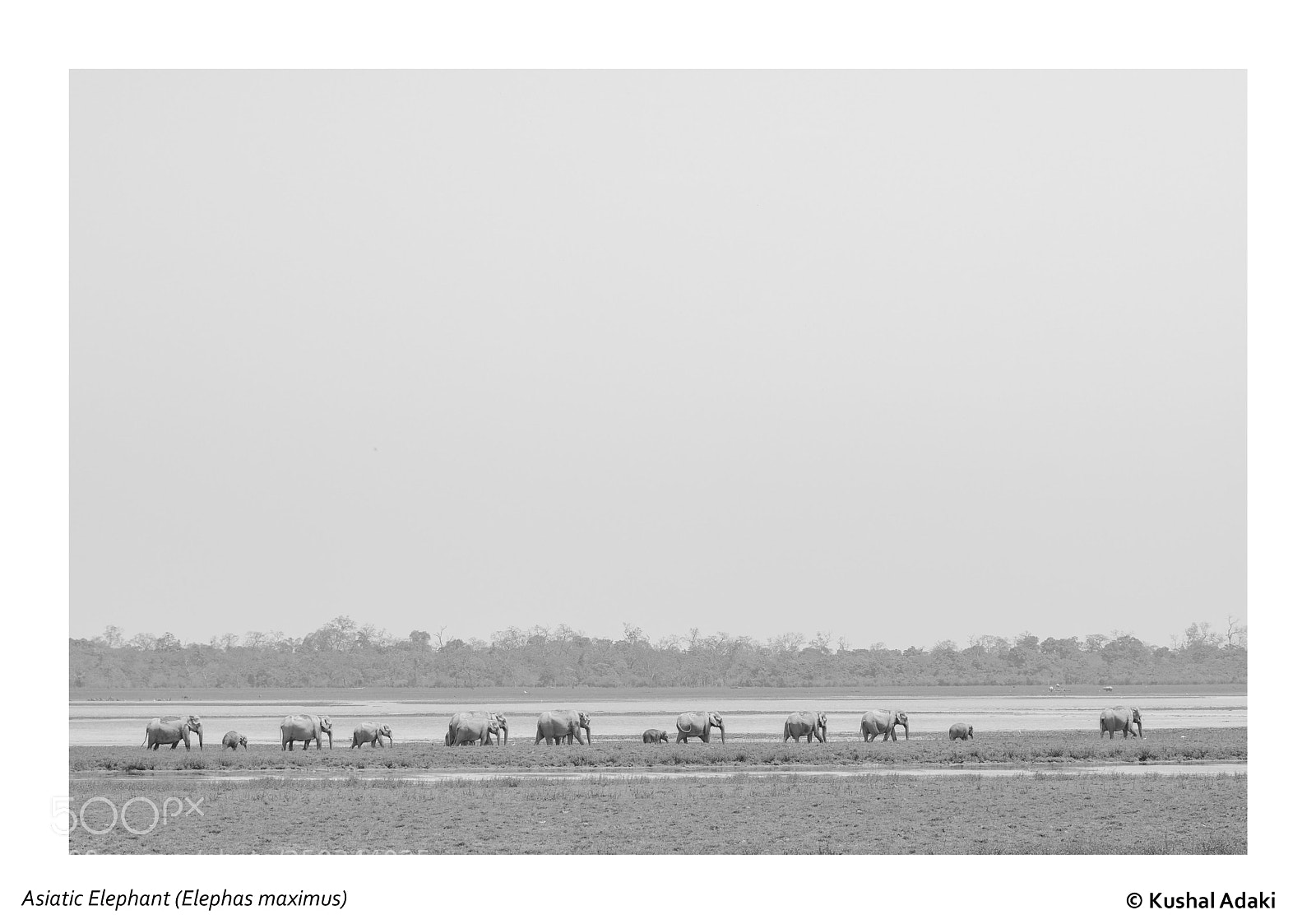 Nikon D500 sample photo. Asiatic elephant photography