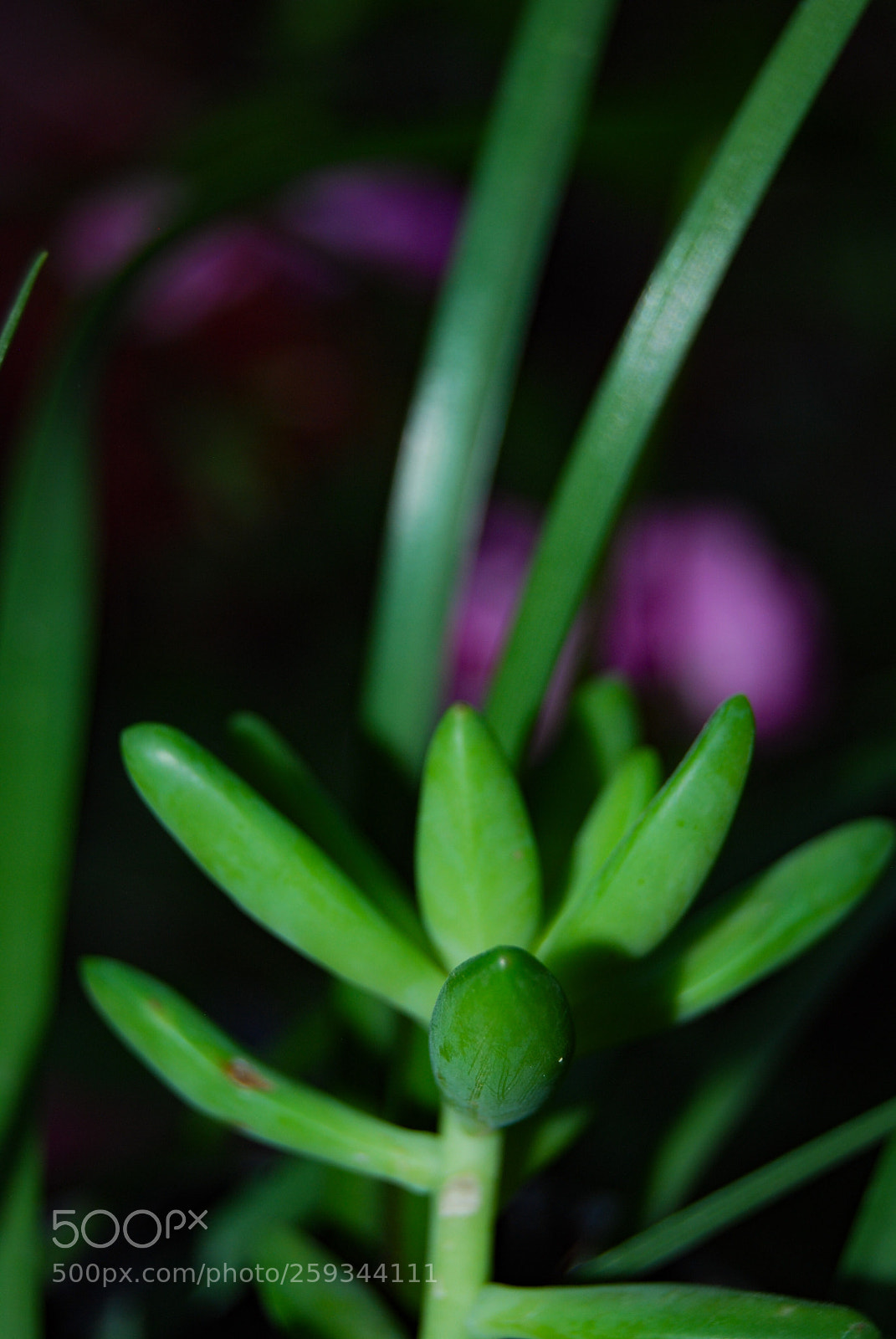 Nikon D40X sample photo. Orden photography